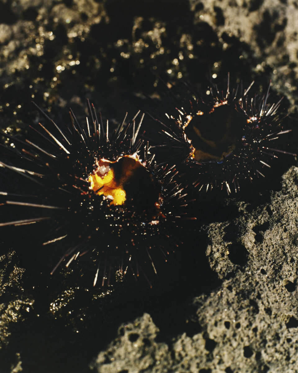 Sea Urchin