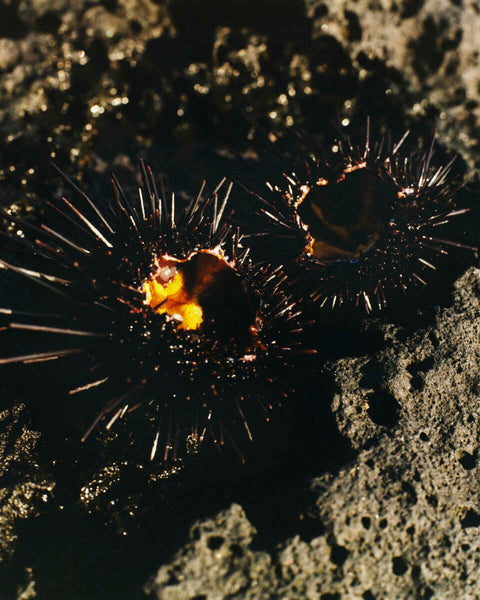 Sea Urchin